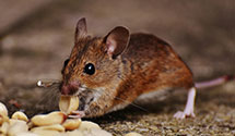 24 Hour & Emergency Exterminators in Glen Riddle Lima, PA
